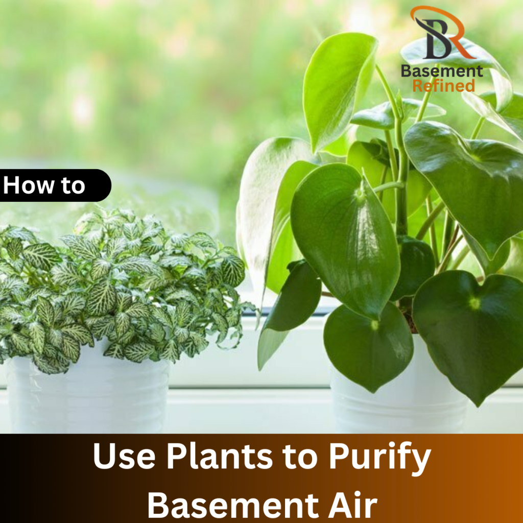 Use Plants to Purify Basement Air